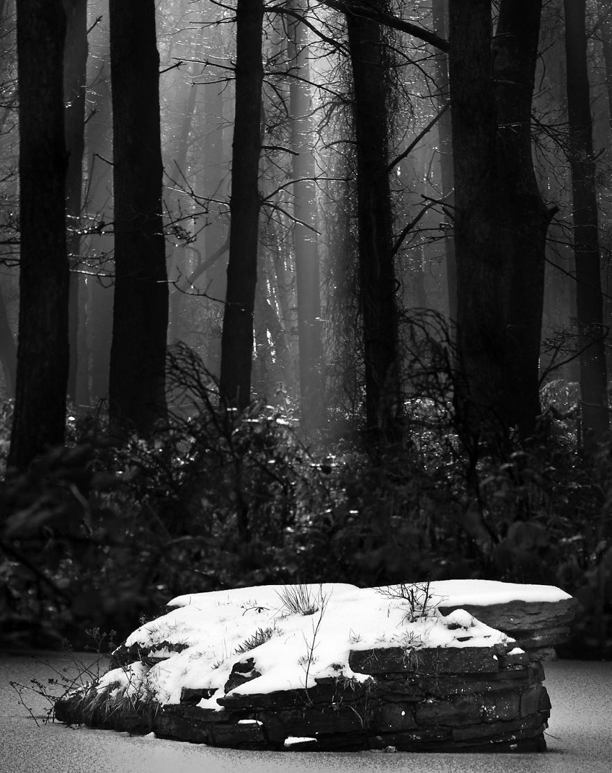 Trees! Don't Just Pass Them By Trees! Don't Just Pass Them By