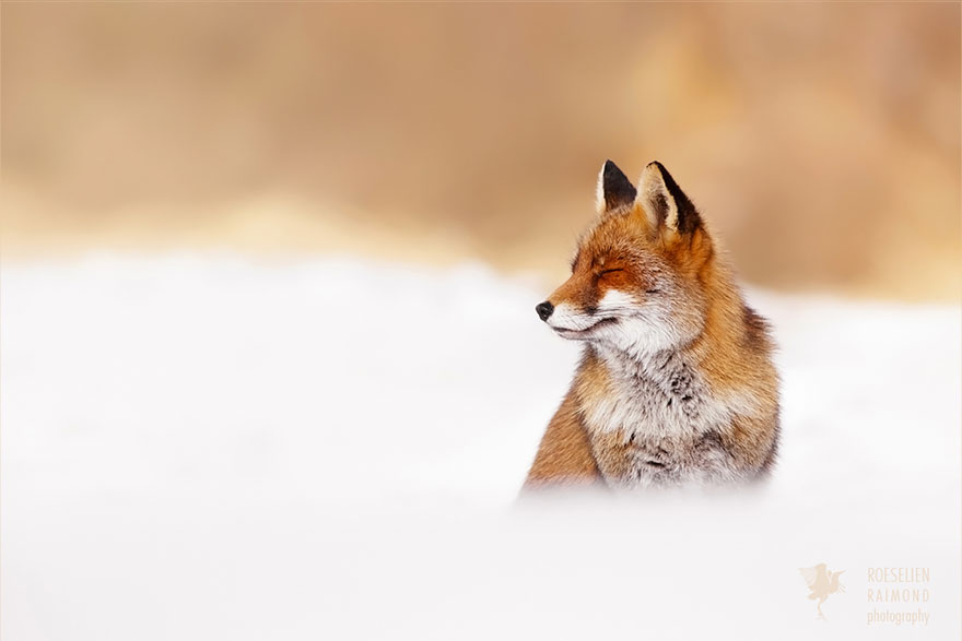 Zen Foxes: Photographer Documents Wild Foxes Enjoying Themselves
