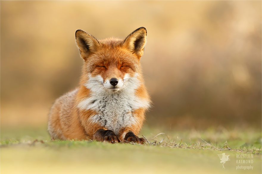 Zen Foxes: Photographer Documents Wild Foxes Enjoying Themselves