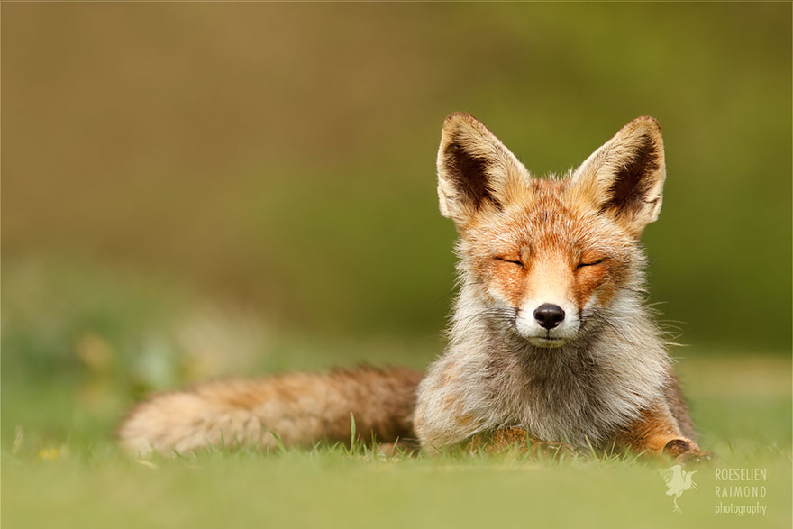 Zen Foxes: Photographer Documents Wild Foxes Enjoying Themselves Zen Foxes: Photographer Documents Wild Foxes Enjoying Themselves