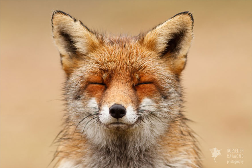 Zen Foxes: Photographer Documents Wild Foxes Enjoying Themselves Zen Foxes: Photographer Documents Wild Foxes Enjoying Themselves