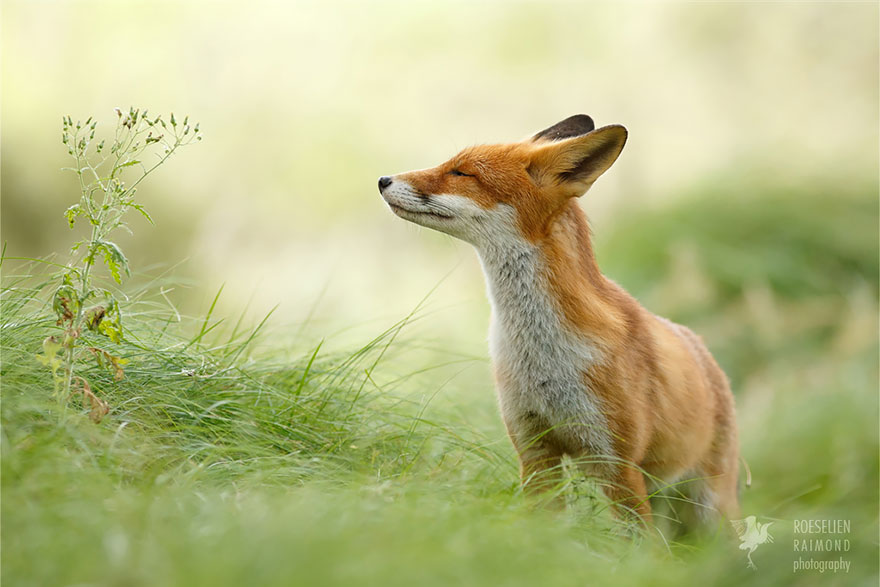 Zen Foxes: Photographer Documents Wild Foxes Enjoying Themselves Zen Foxes: Photographer Documents Wild Foxes Enjoying Themselves