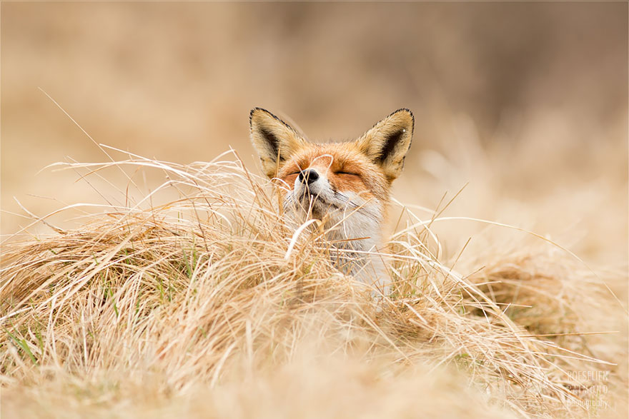 Zen Foxes: Photographer Documents Wild Foxes Enjoying Themselves