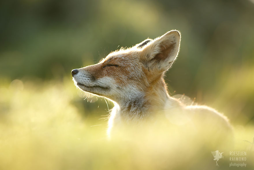 Zen Foxes: Photographer Documents Wild Foxes Enjoying Themselves Zen Foxes: Photographer Documents Wild Foxes Enjoying Themselves