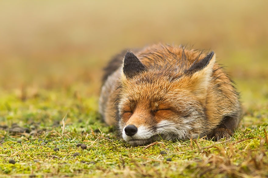 Zen Foxes: Photographer Documents Wild Foxes Enjoying Themselves