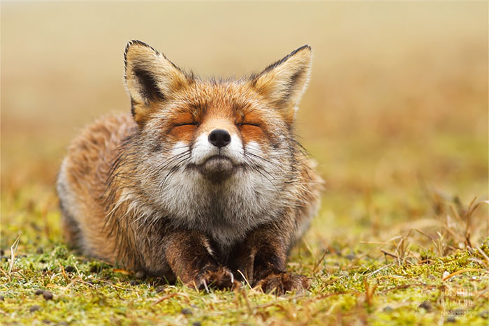 Zen Foxes: Photographer Documents Wild Foxes Enjoying Themselves