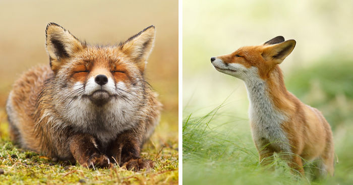 Zen Foxes: Photographer Documents Wild Foxes Enjoying Themselves