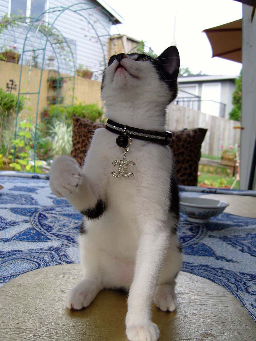 From Rags To Riches, Oui Chanel Kitty Kouture C'est Moi! Adopted From Vokra Bc Canada