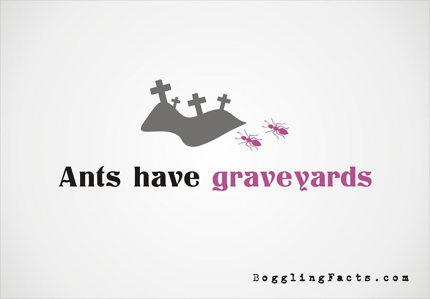 Ants