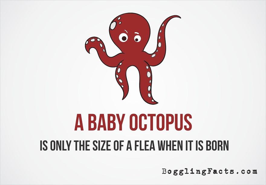 Baby Octopus