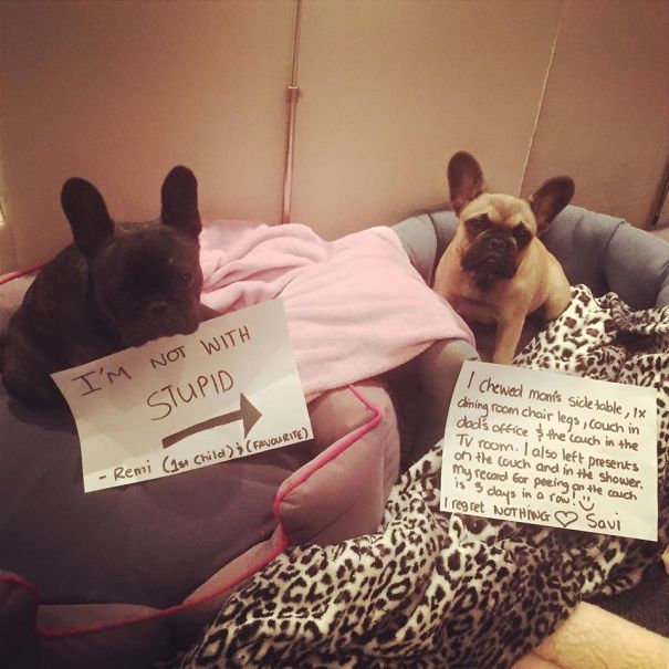 #29 I'm Not With Stupid!