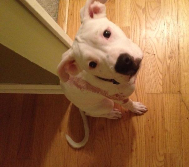 I Knocked Over My Mom's Glass Of Wine Trying To Drink It.