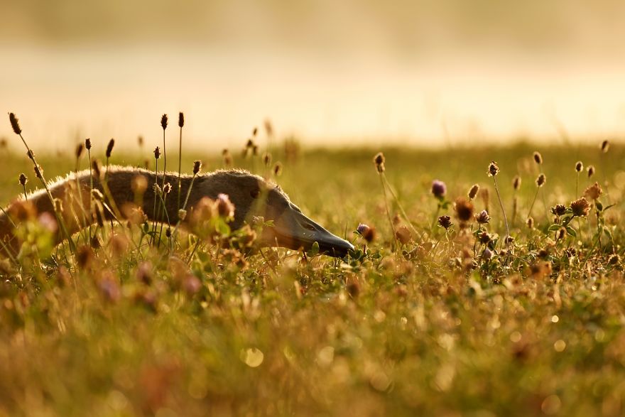 The True Story Of An Ugly Duckling Who Was Abandoned By Its Parents And Adopted By Ducks The True Story Of An Ugly Duckling Who Was Abandoned By Its Parents And Adopted By Ducks