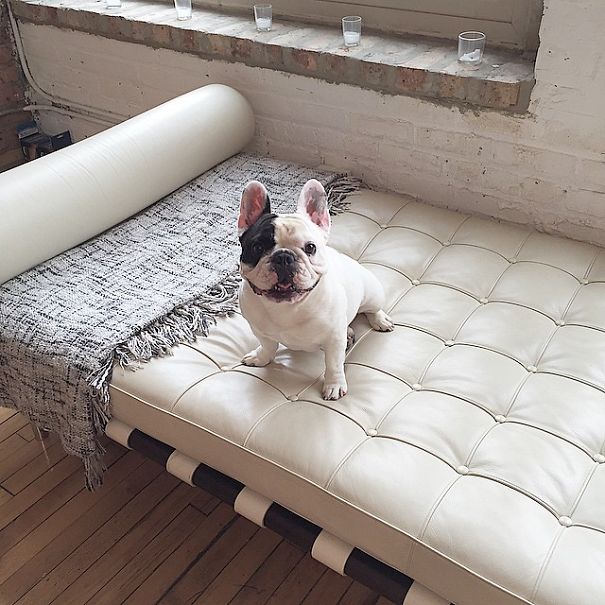 Meet Manny, The Most Popular Frenchie On The Internet Meet Manny, The Most Popular Frenchie On The Internet