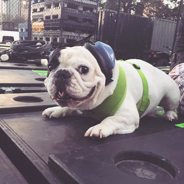 Meet Manny, The Most Popular Frenchie On The Internet