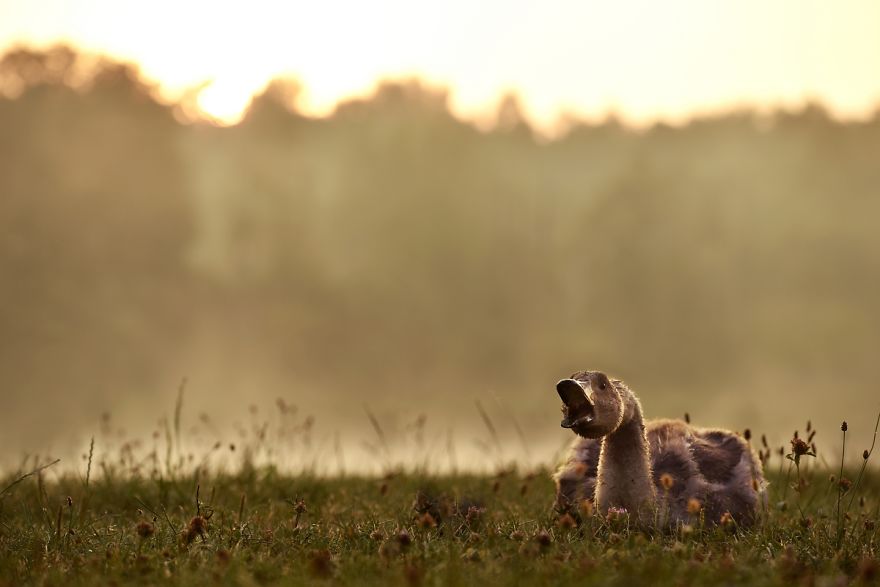 The True Story Of An Ugly Duckling Who Was Abandoned By Its Parents And Adopted By Ducks