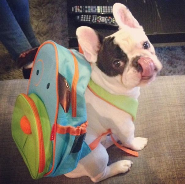 Meet Manny, The Most Popular Frenchie On The Internet Meet Manny, The Most Popular Frenchie On The Internet