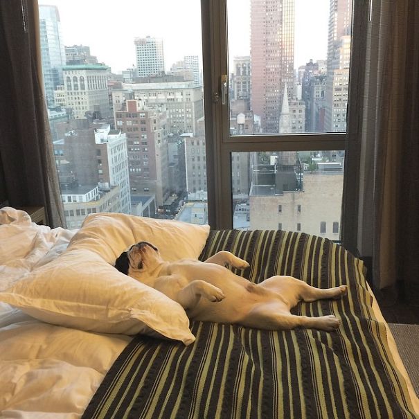 Meet Manny, The Most Popular Frenchie On The Internet