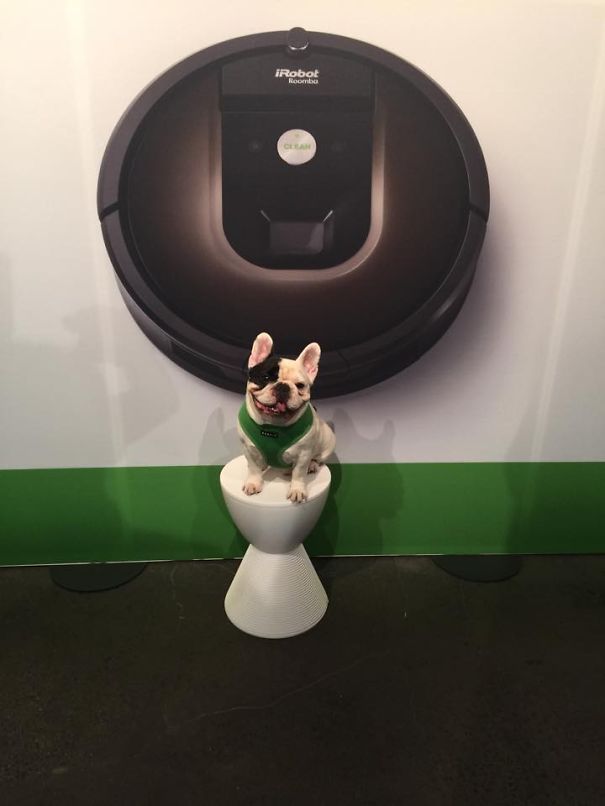 Meet Manny, The Most Popular Frenchie On The Internet