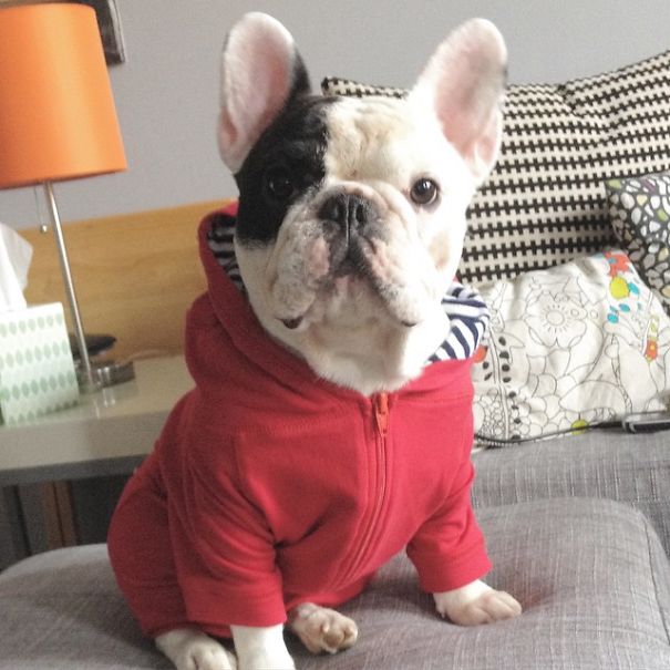 Meet Manny, The Most Popular Frenchie On The Internet Meet Manny, The Most Popular Frenchie On The Internet