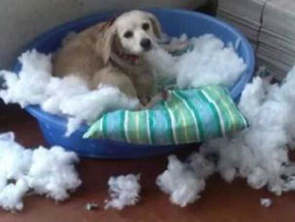 Cipria Ed Il Cuscino Nuovo..dopo 5 Minuti Era Così