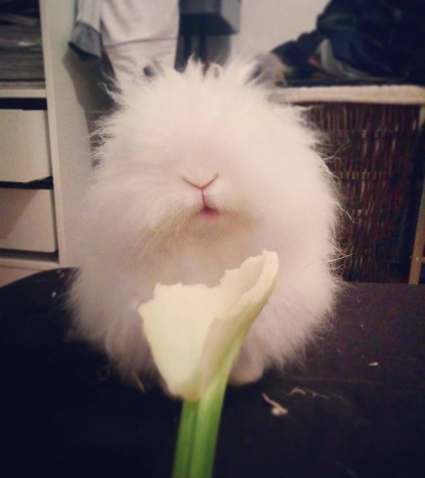 Fluffy white bunny with a flower in front, showcasing its cuteness.