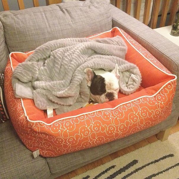 Meet Manny, The Most Popular Frenchie On The Internet Meet Manny, The Most Popular Frenchie On The Internet