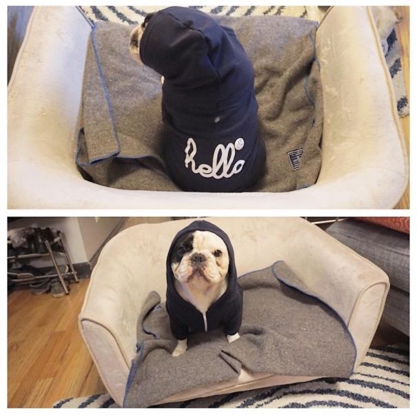 Meet Manny, The Most Popular Frenchie On The Internet