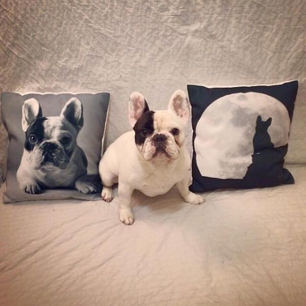 Meet Manny, The Most Popular Frenchie On The Internet Meet Manny, The Most Popular Frenchie On The Internet