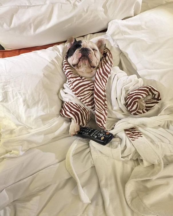 Meet Manny, The Most Popular Frenchie On The Internet