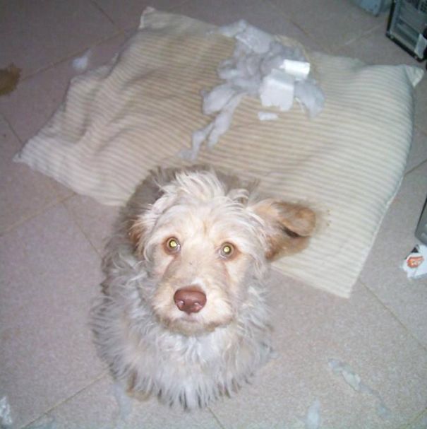 Oh Yes My Pillow... It Explode???