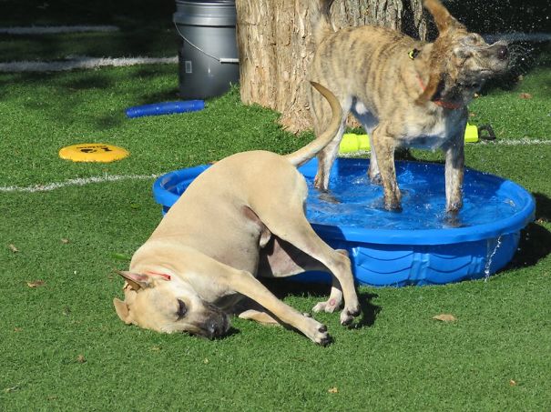 Stayed In The Pool Too Long, Paws Fell Asleep!