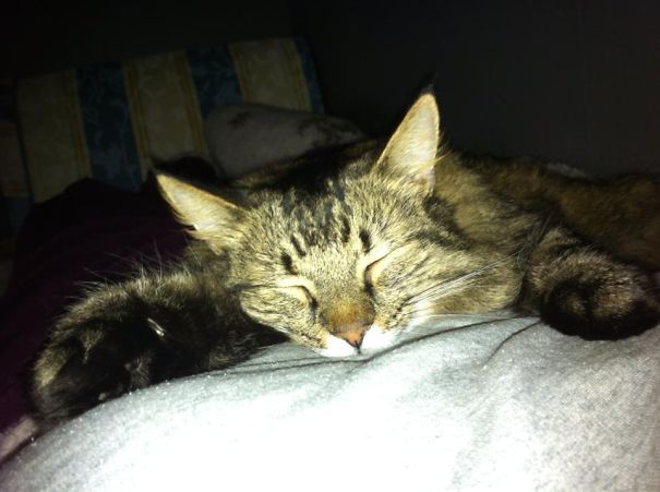 I Shall Nap Right Here, Right Now!