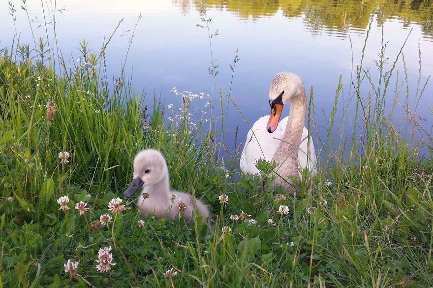 The True Story Of An Ugly Duckling Who Was Abandoned By Its Parents And Adopted By Ducks