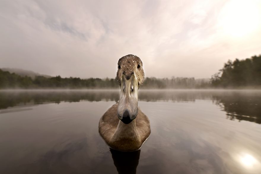 The True Story Of An Ugly Duckling Who Was Abandoned By Its Parents And Adopted By Ducks The True Story Of An Ugly Duckling Who Was Abandoned By Its Parents And Adopted By Ducks