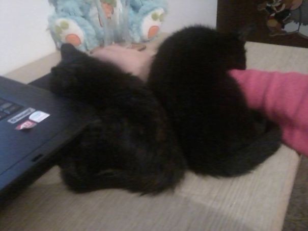 It's Good Luck To Have 2 Black Cats!