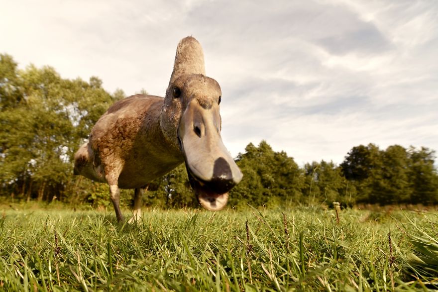 The True Story Of An Ugly Duckling Who Was Abandoned By Its Parents And Adopted By Ducks