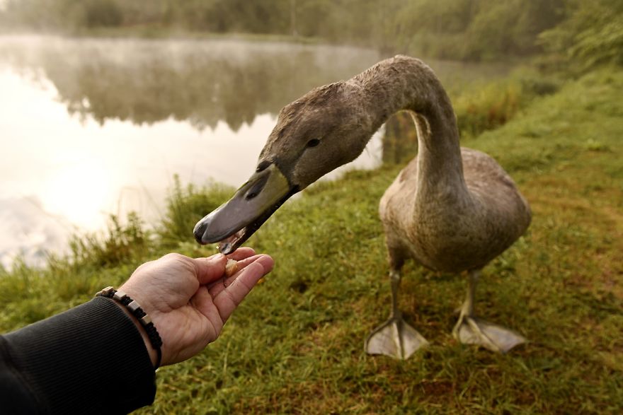 The True Story Of An Ugly Duckling Who Was Abandoned By Its Parents And Adopted By Ducks