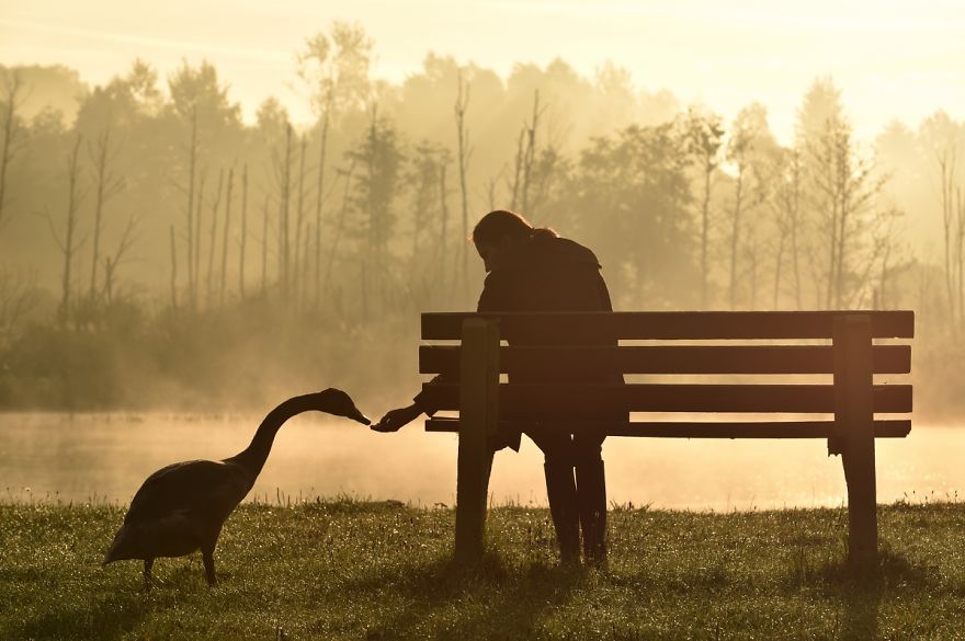 The True Story Of An Ugly Duckling Who Was Abandoned By Its Parents And Adopted By Ducks