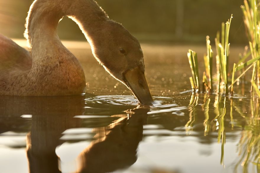 The True Story Of An Ugly Duckling Who Was Abandoned By Its Parents And Adopted By Ducks The True Story Of An Ugly Duckling Who Was Abandoned By Its Parents And Adopted By Ducks