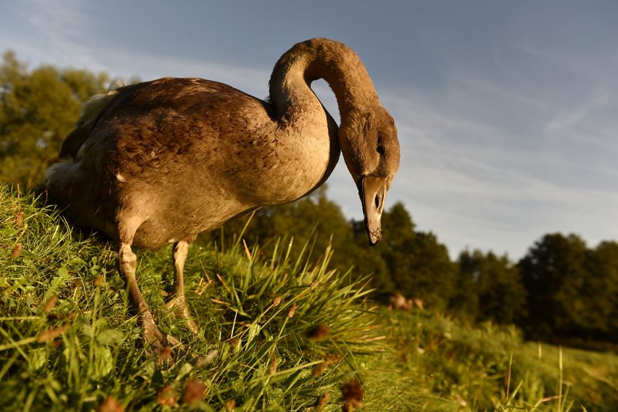 The True Story Of An Ugly Duckling Who Was Abandoned By Its Parents And Adopted By Ducks