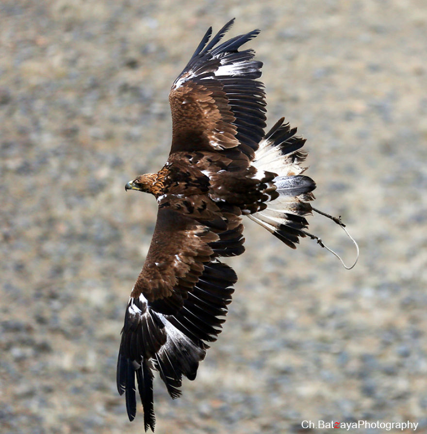 Moments From The Golden Eagle Festival In Mongolia
