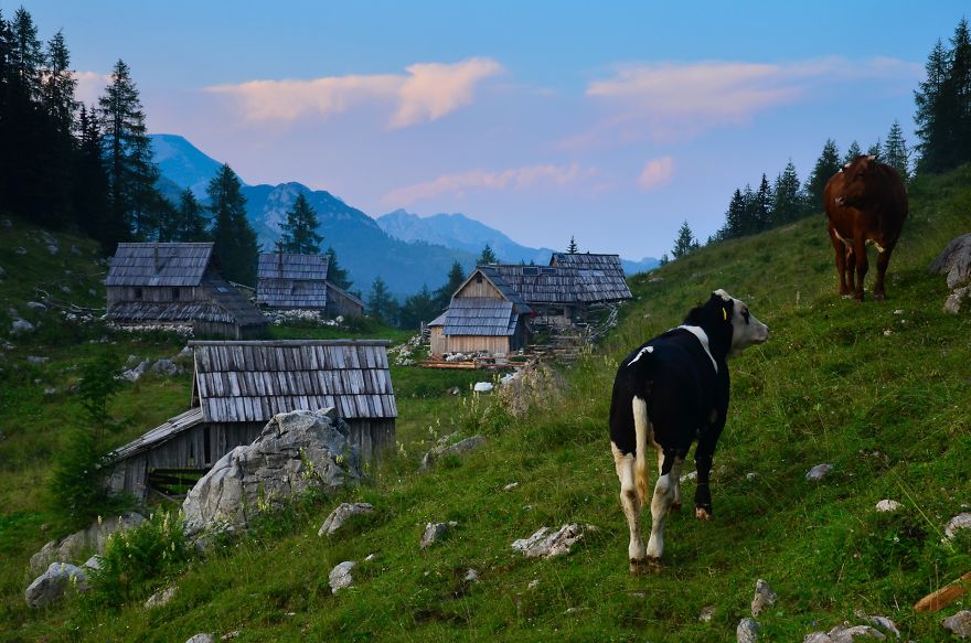 I Have Been Living In The Mountains For One Month I Have Been Living In The Mountains For One Month