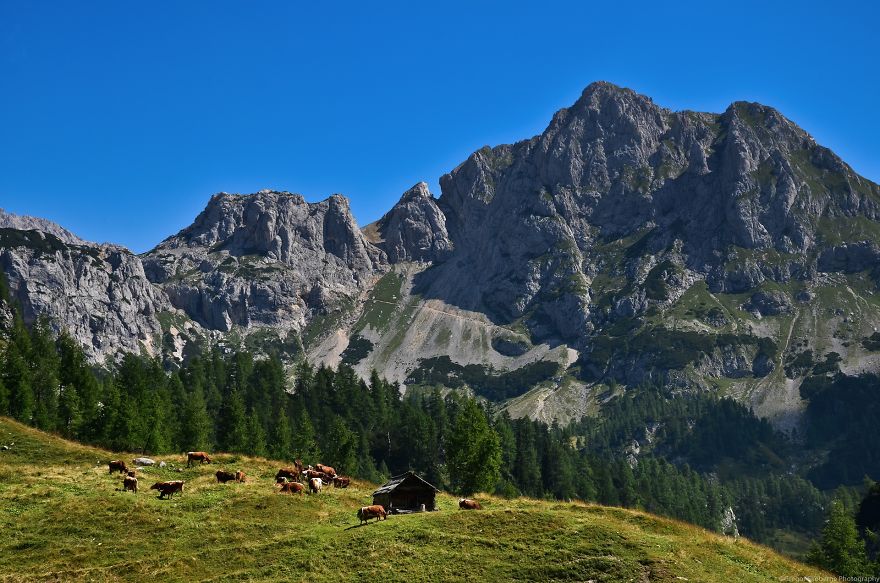 I Have Been Living In The Mountains For One Month I Have Been Living In The Mountains For One Month