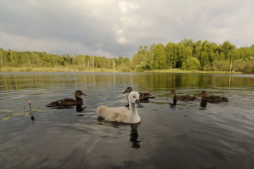 The True Story Of An Ugly Duckling Who Was Abandoned By Its Parents And Adopted By Ducks The True Story Of An Ugly Duckling Who Was Abandoned By Its Parents And Adopted By Ducks