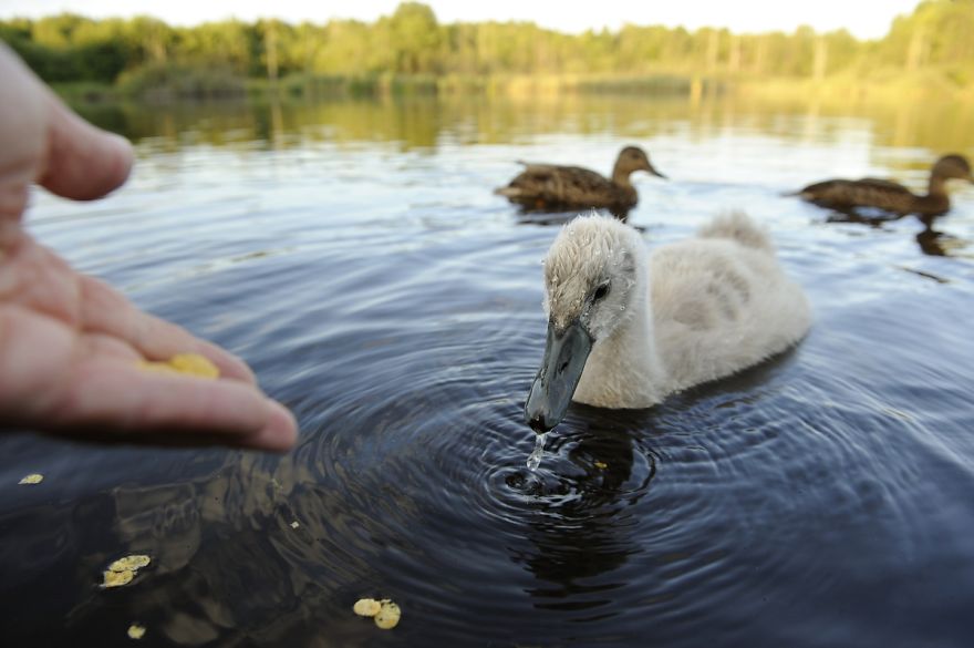 The True Story Of An Ugly Duckling Who Was Abandoned By Its Parents And Adopted By Ducks