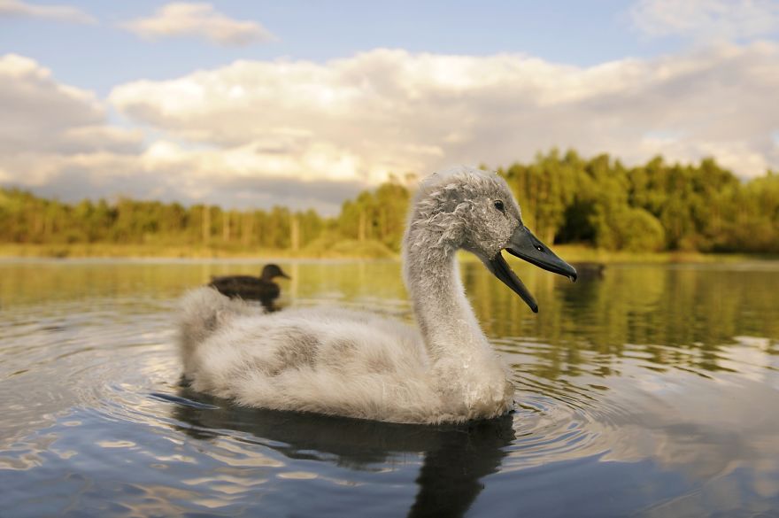 The True Story Of An Ugly Duckling Who Was Abandoned By Its Parents And Adopted By Ducks