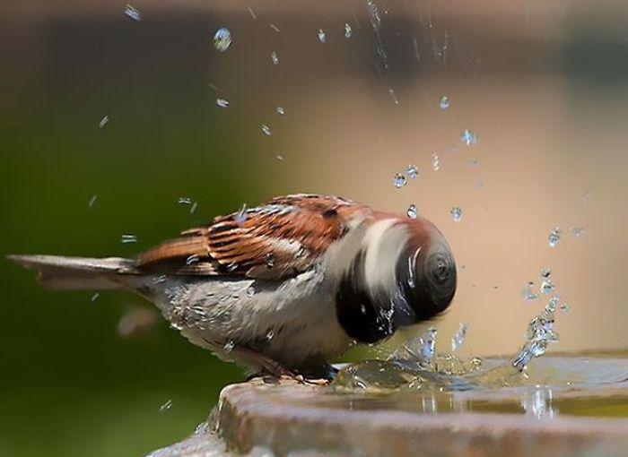 I Whip My Feathers Back And Forth