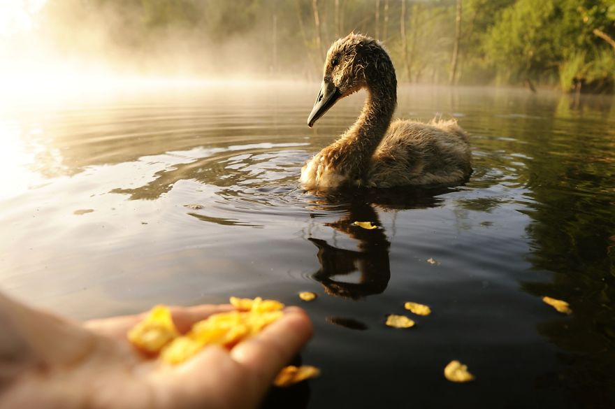 The True Story Of An Ugly Duckling Who Was Abandoned By Its Parents And Adopted By Ducks