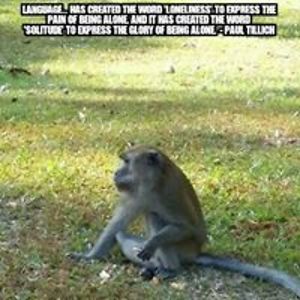 scimmia_diablo avatar